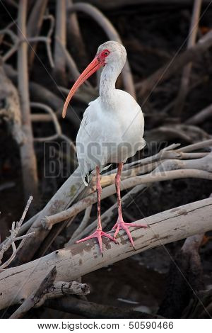 White ibis 1