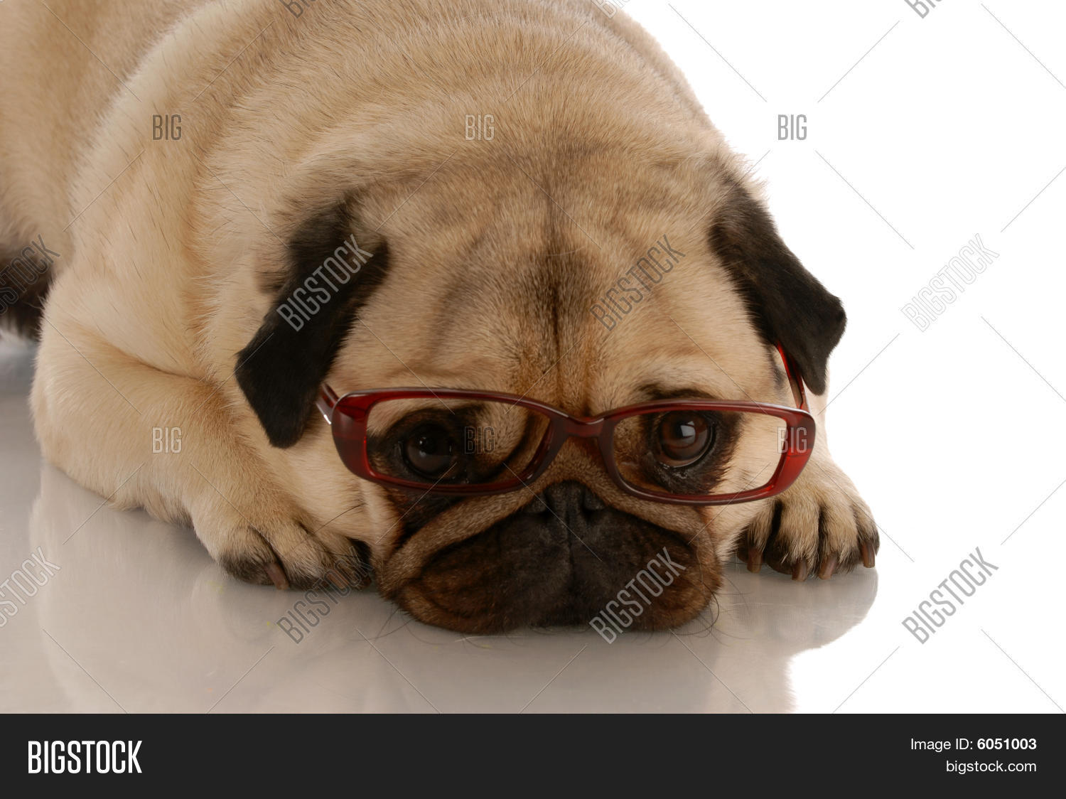 Pug Wearing Glasses Image & Photo Bigstock