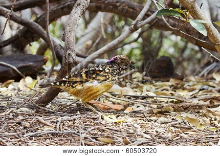 Western Bowerbird