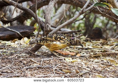 Western Bowerbird