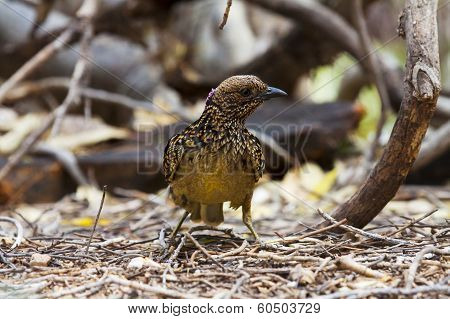 Western Bowerbird