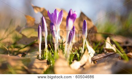 Heralds of Spring
