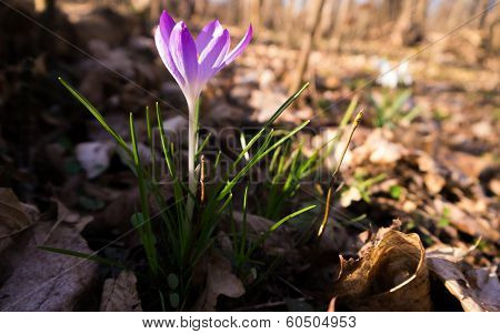 Heralds of Spring