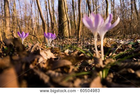 Heralds of Spring