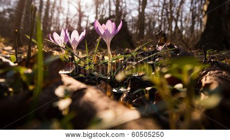 Heralds of Spring