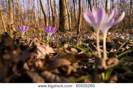 Heralds of Spring