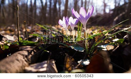 Heralds of Spring