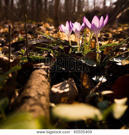 Heralds of Spring