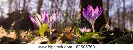 Heralds of Spring