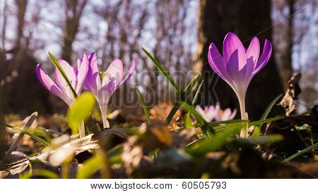 Heralds of Spring