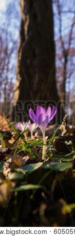 A tree and a crocus
