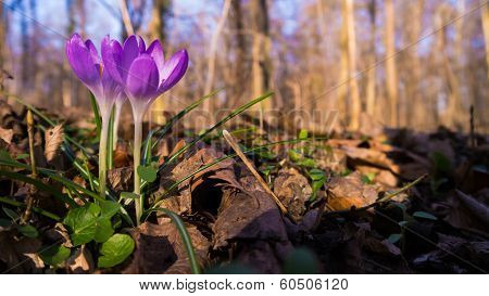 Heralds of Spring