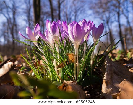 Heralds of Spring