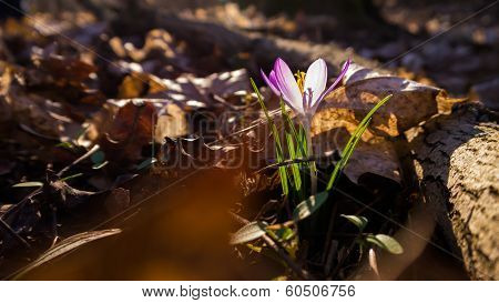 Heralds of Spring