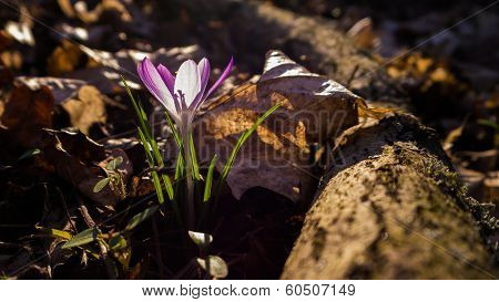 Crocus in the Light