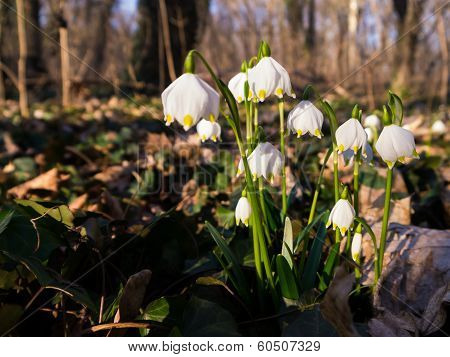 Heralds of Spring