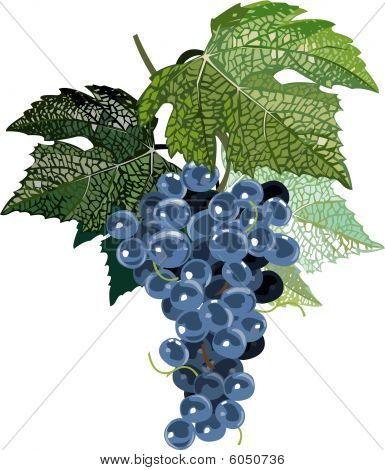 Uva nera con foglie
