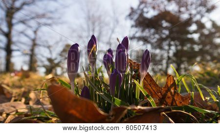 Heralds of Spring