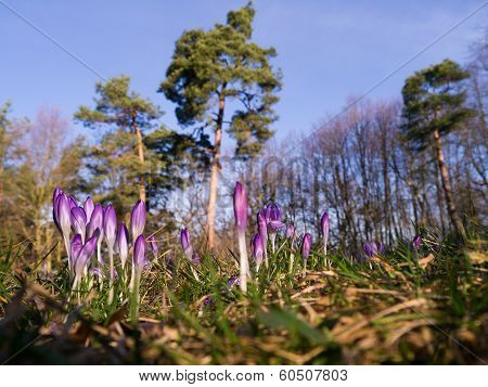 Heralds of Spring