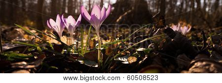 Heralds of Spring