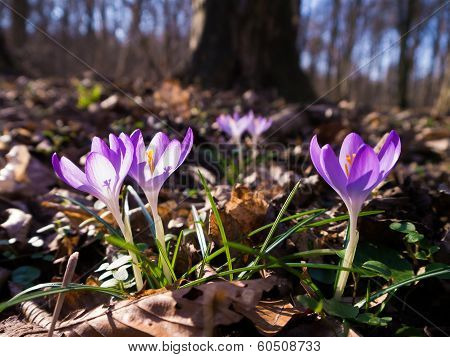 Heralds of Spring
