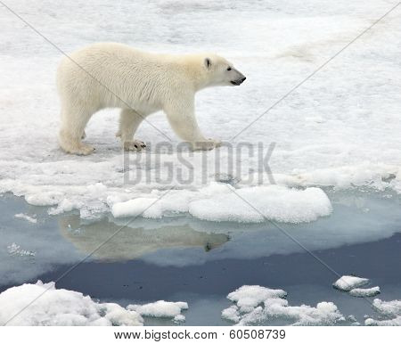 Polar bear in natural environment