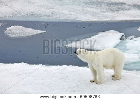 Polar bear in natural environment