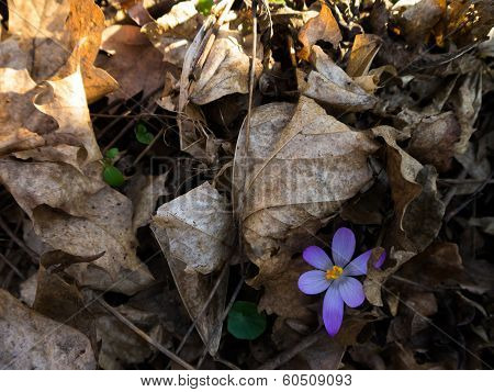 Heralds of Spring
