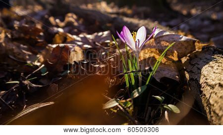Heralds of Spring