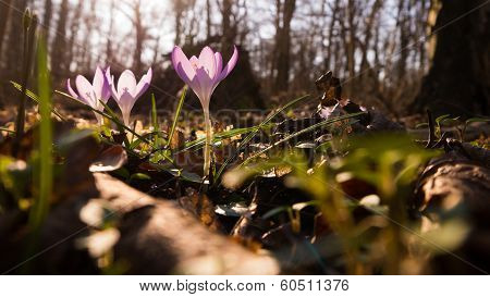 Heralds of Spring