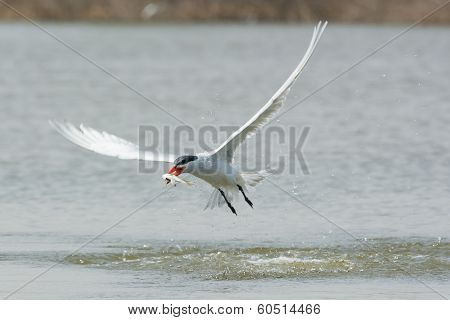 Caspian Tern In Flight With A Fish Speared On Its Bill