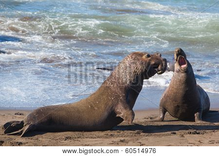 Seals Fighting