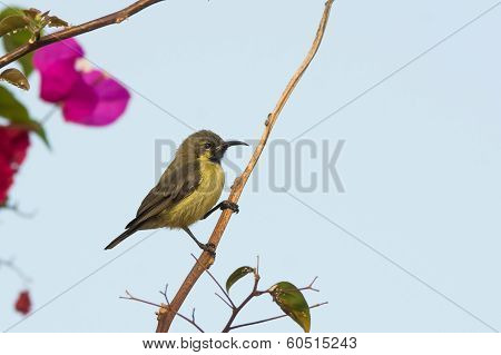 Female Beautiful Sunbird On A Perch
