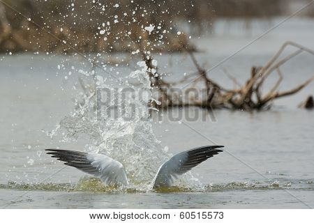 Half Submerged Caspian Tern After An Explosive Dive