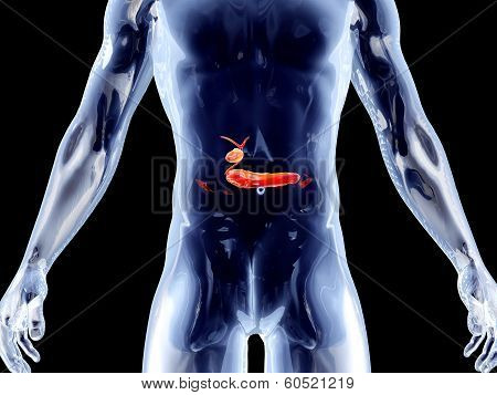 Internal Organs. - Biliary.