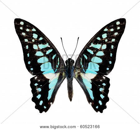 Beautiful Common Jay Butterfly In Natural Color Profile Isolated On White Background