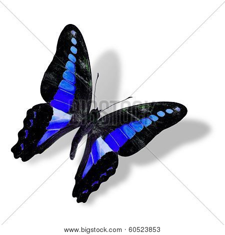 Beautiful Flying Blue And Black Butterfly Isolated On White Background With Soft Shadow