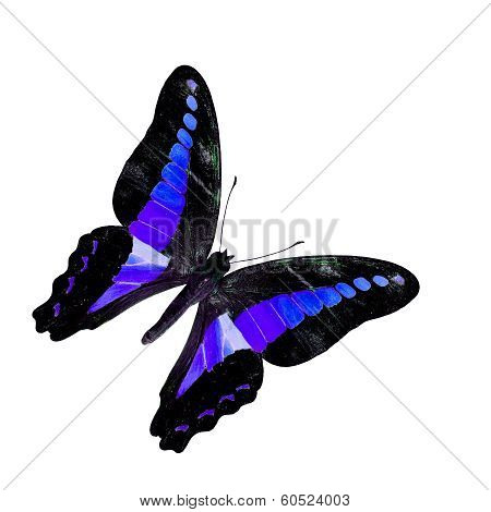 Beautiful Flying Blue Butterfly Isolated On White Background