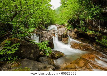 Clear Spring In Freen Forest