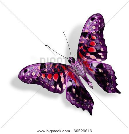 Beautiful Red Spot Butterfly Isolated On White Background