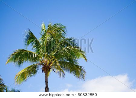 Palm tree against the sky