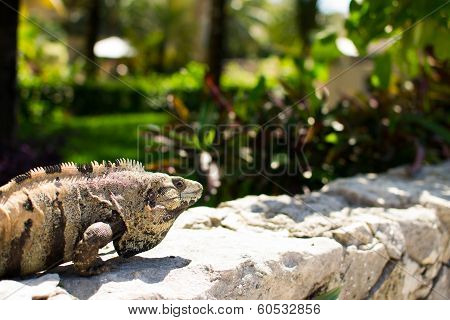 An iguana enjoying the sunlight.