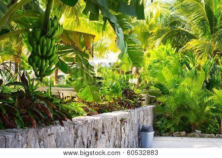 Bananna tree