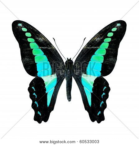 Common Bluebottle Butterfly Upper Wing Profile In Natural Color Isolated On White Background
