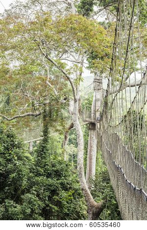 Canopy Walkway In Kakum National Park, Ghana