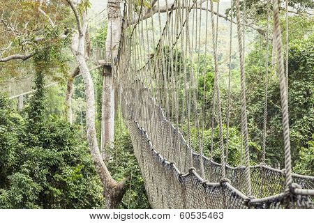 Canopy Walkway In Kakum National Park, Ghana