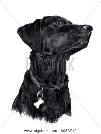 ラブラドール犬のスケッチ