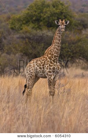 Girafe