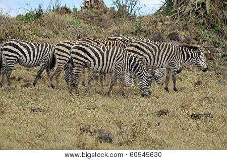Zebras