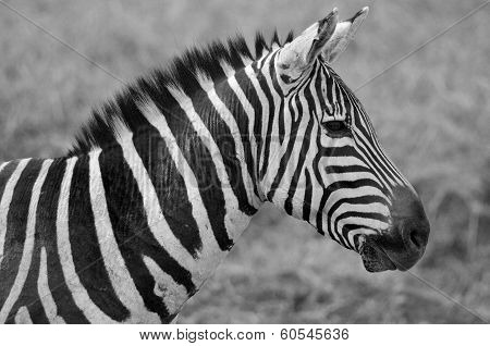 Zebras